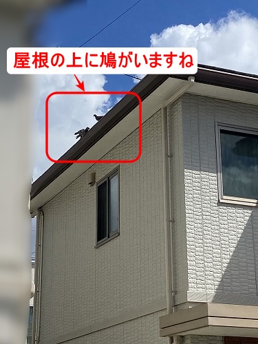 太陽光パネル　フン被害　鳥の巣